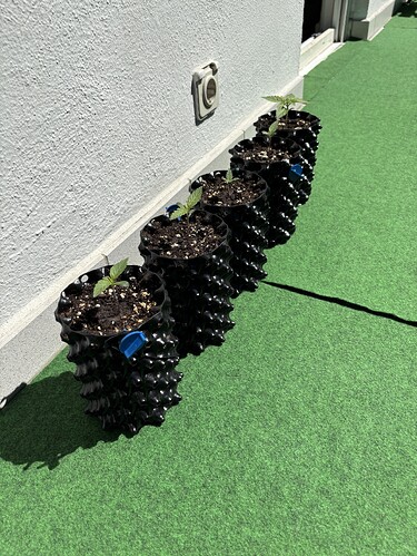 Growreport Bild 2