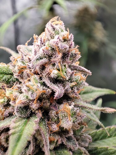 Growreport Bild 8