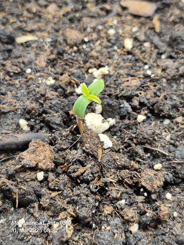 Mandarine XL Auto (Ganja Farmer) (2)