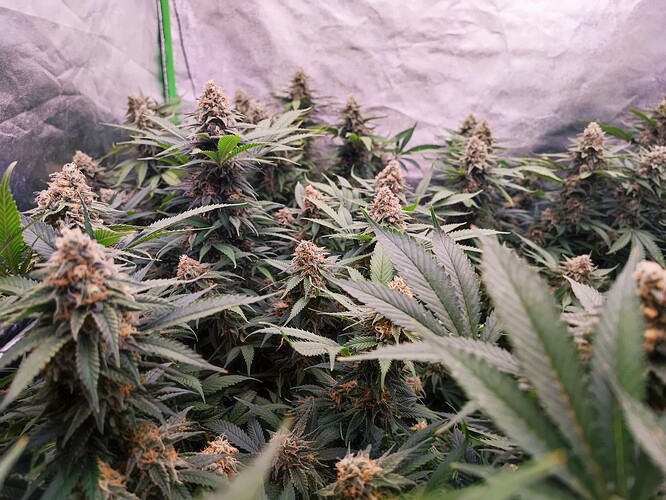 Growreport Bild 12