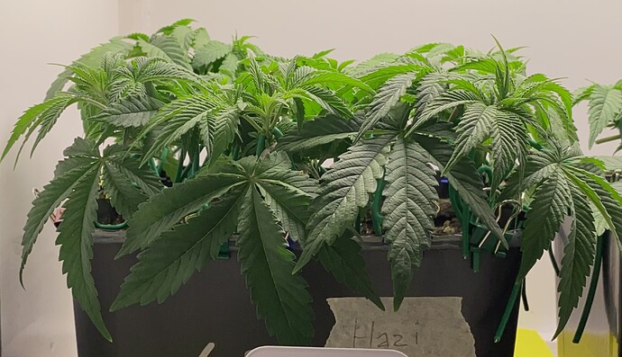 Growreport Bild 37
