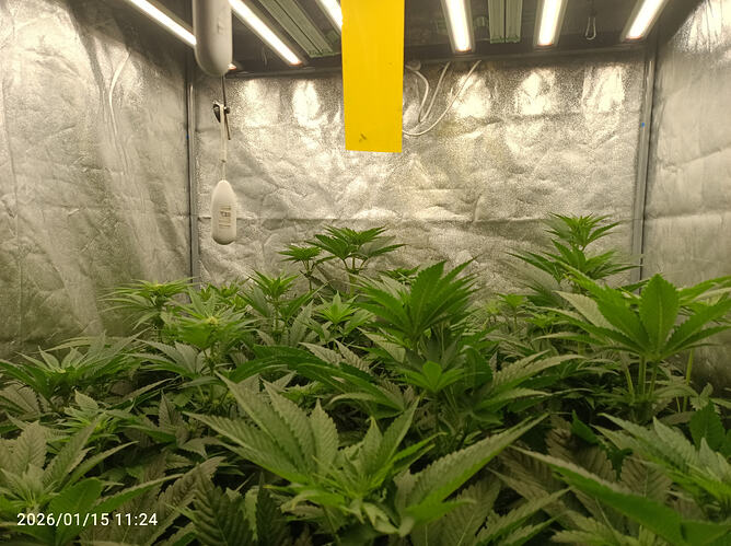 Growreport Bild 8