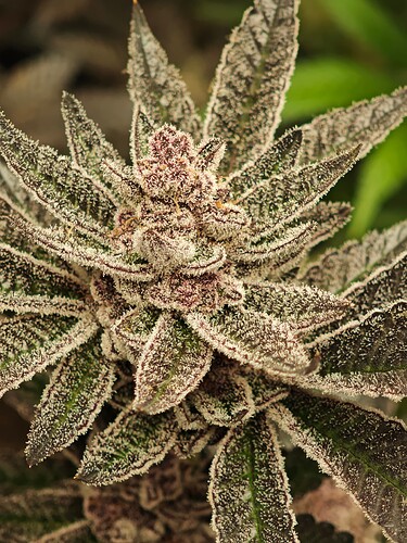 Growreport Bild 10