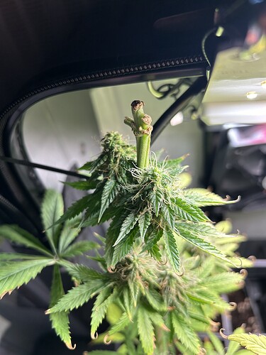 Growreport Bild 5