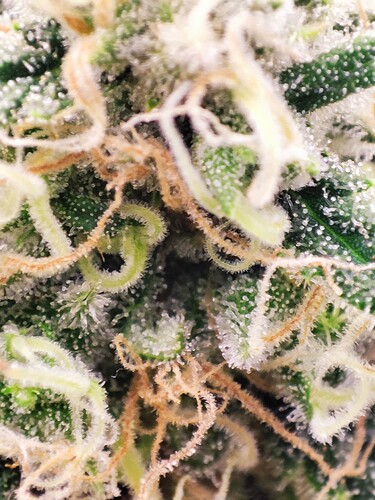 Growreport Bild 20