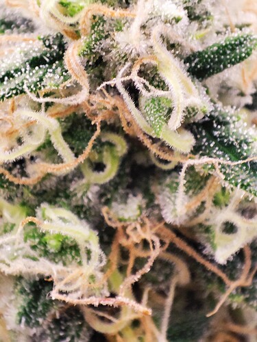 Growreport Bild 16