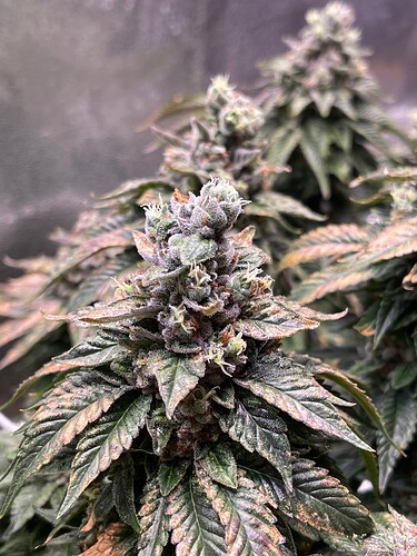 Growreport Bild 12