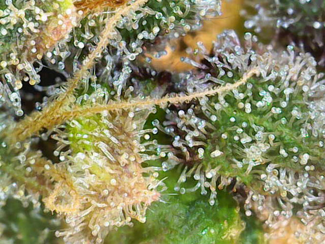 Growreport Bild 2