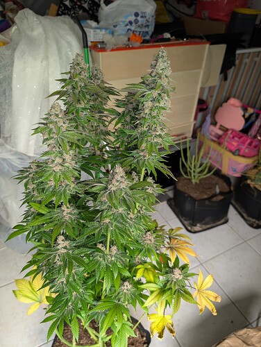 Growreport Bild 3