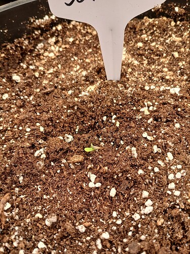 Growreport Bild 1