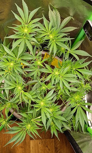 Growreport Bild 9