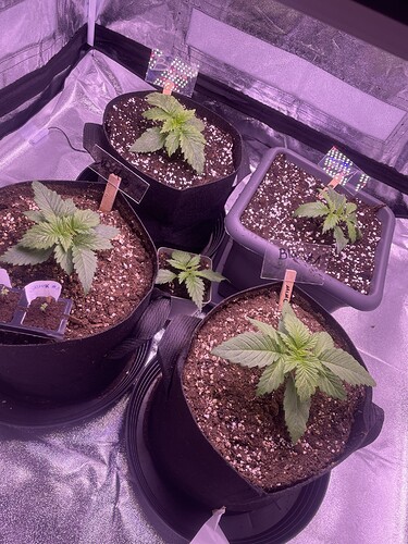 Growreport Bild 8