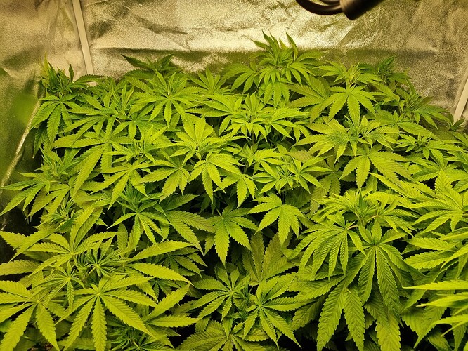 Viele junge Cannabispflanzen mit breiten grünen Blättern in einem Zelt.
