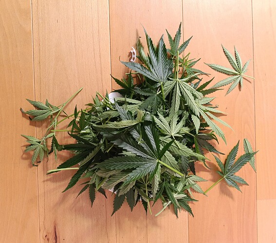 Growreport Bild 39