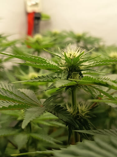Growreport Bild 7