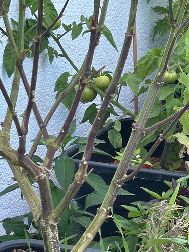 Growreport Bild 25