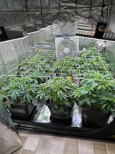 Growreport Bild 32