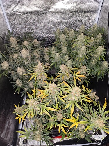 Growreport Bild 12