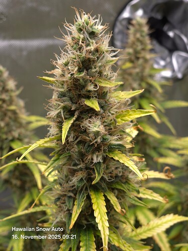 Growreport Bild 2