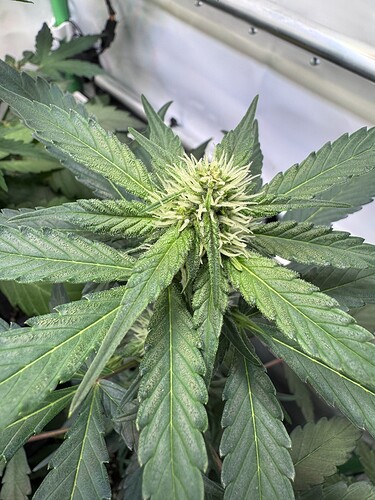 Growreport Bild 31