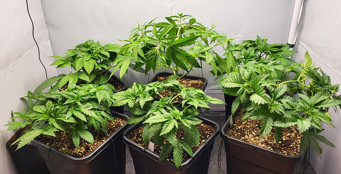 Growreport Bild 5