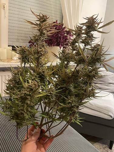 Growreport Bild 1
