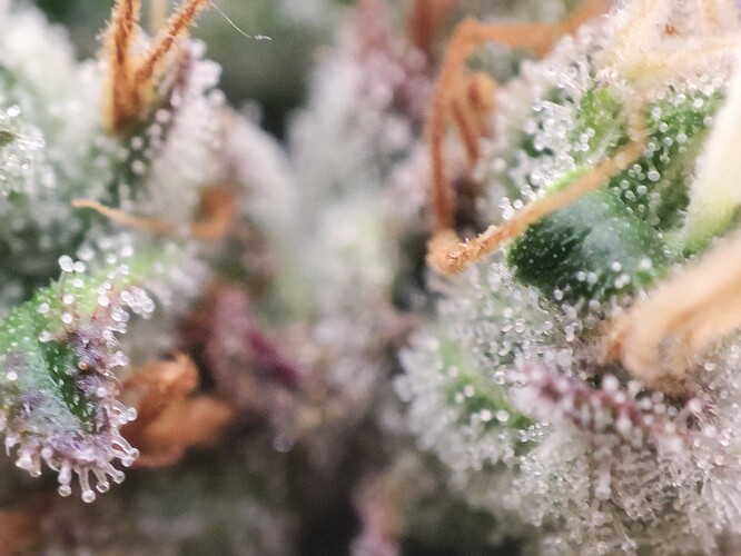 Growreport Bild 8