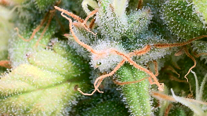 Growreport Bild 11