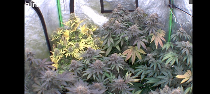 Growreport Bild 54