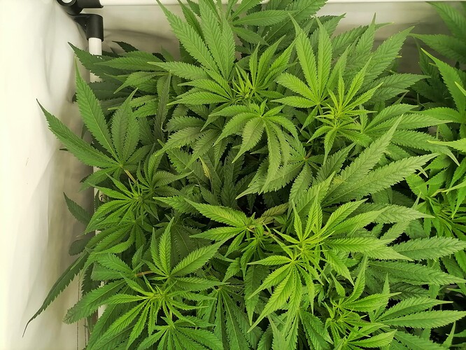 Growreport Bild 12
