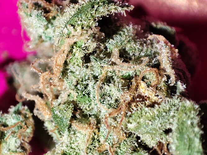 Growreport Bild 10