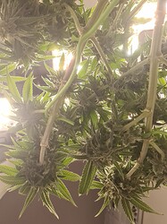 Growreport Bild 112