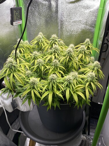 Growreport Bild 51