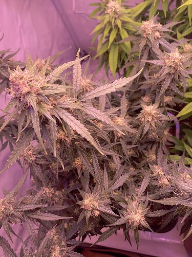 Growreport Bild 52