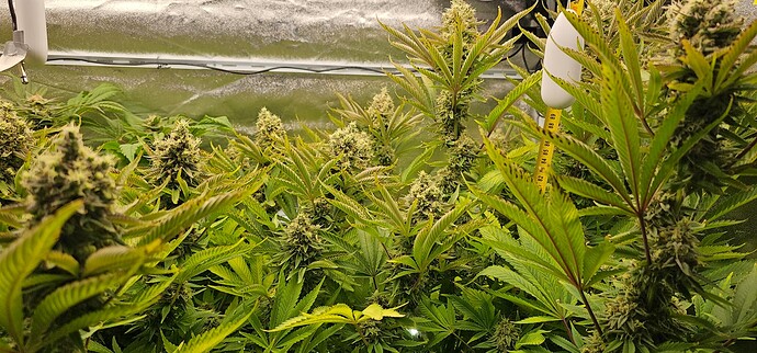 Growreport Bild 30