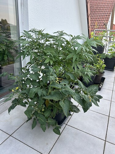 Growreport Bild 5