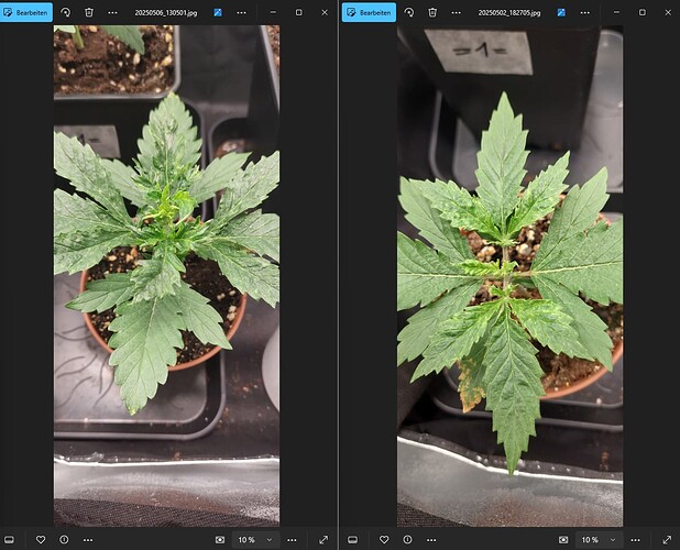 Growreport Bild 8