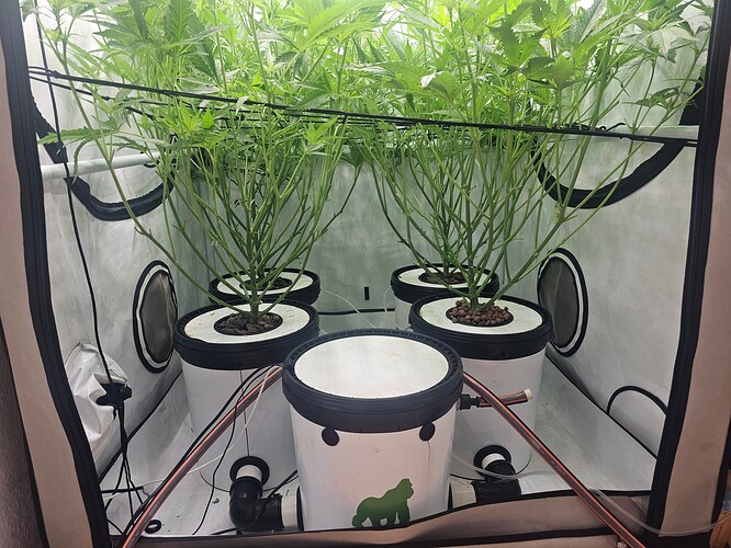 Growreport Bild 70