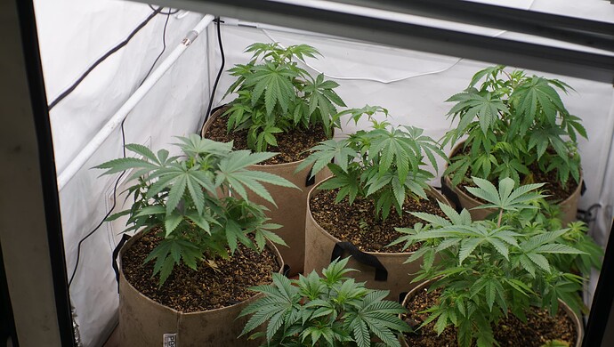 Growreport Bild 6