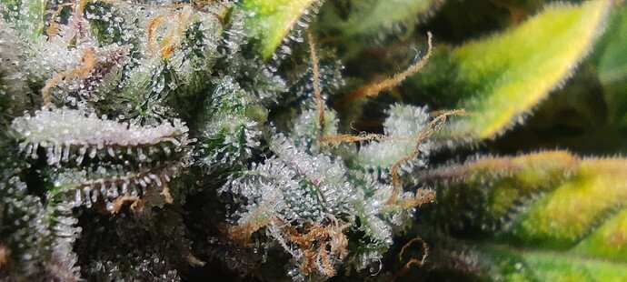 Growreport Bild 2