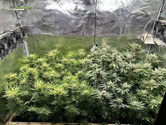 Mehrere blühende Cannabispflanzen in einer Growbox, die von oben beleuchtet werden.