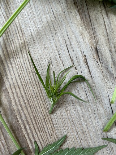 Growreport Bild 2
