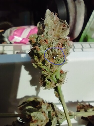 Growreport Bild 2