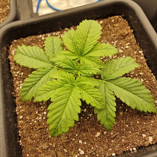 Growreport Bild 7