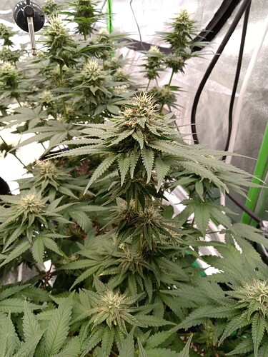 Growreport Bild 2