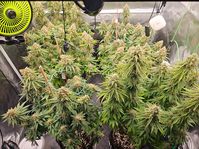Growreport Bild 15