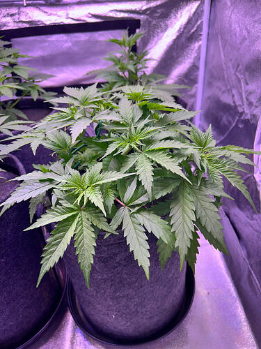 Zwei junge Cannabis-Pflanzen in Stofftöpfen unter violettem LED-Licht in einem Growzelt.