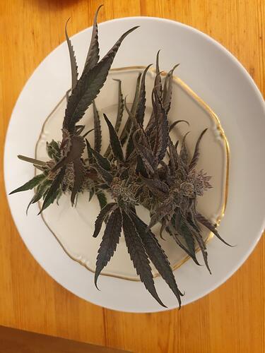 Growreport Bild 3