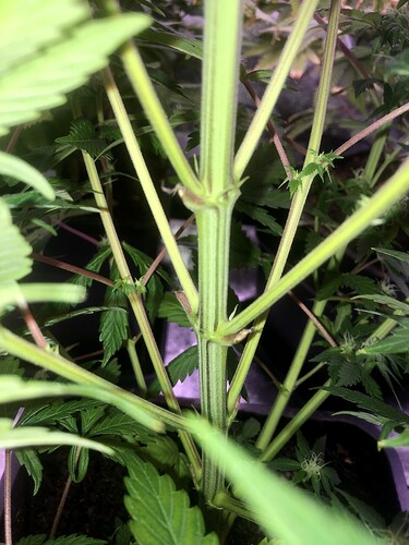 Growreport Bild 3