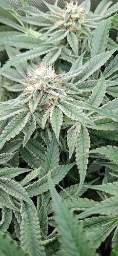 Growreport Bild 10